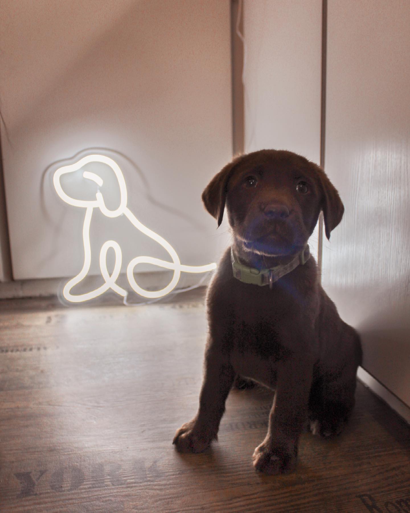 Dog LED Neon Light Sign