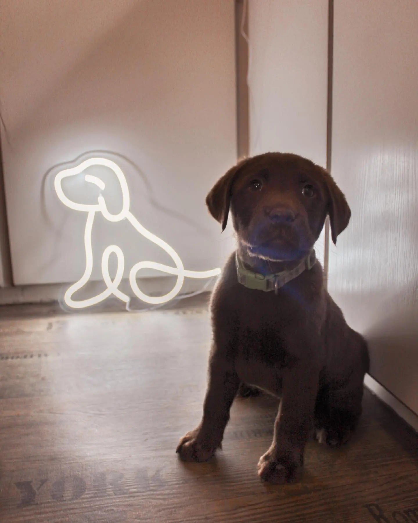 Dog LED Neon Light Sign – Neon Lanes